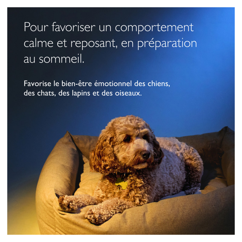 Rescue Nuit Pets...