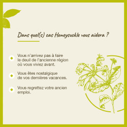 Fleurs de Bach Honeysuckle n°16 - 20ml